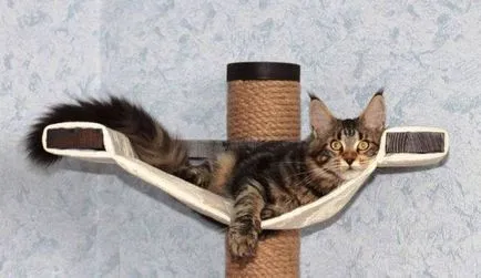 Точки за котки
