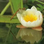 Как да се създаде изкуствено езеро