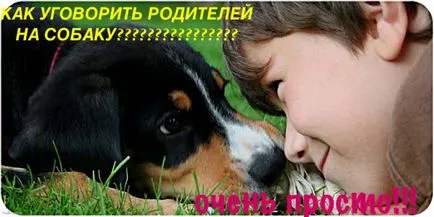 Как да убеди папата