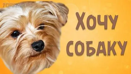 Как да убеди папата