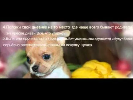 Как да убеди папата
