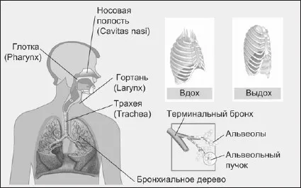 Как дървото