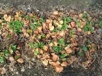 Как да се грижим за пролетни ягоди Как да се грижим за пролетни ягоди