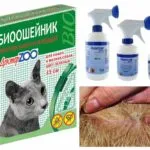 Как да донесе бълхи коте