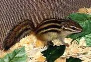 Как се катерица