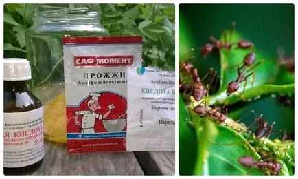 Резултатът от мравки в градината