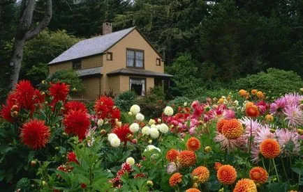 Как да се засадят на клубените от далии Как да се засадят на клубените от далии