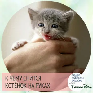 Коте в ръцете на това, което
