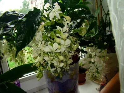 Клеродендрон репродукция у дома