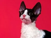 котка общ