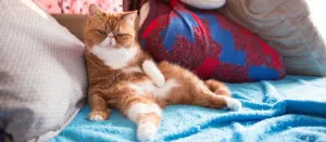 Кастрирани котка какво да правя