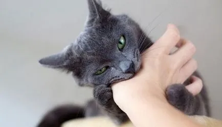 След ухапване от котка