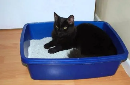 Котка ходи не само в тава Котка ходи не само в тава
