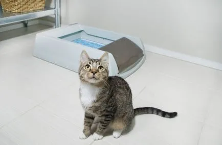Котка ходи не само в тава Котка ходи не само в тава