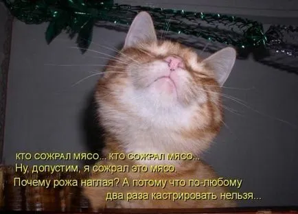 Котки с котки надписи