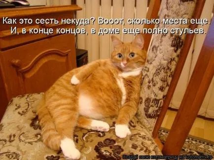 Котки с котки надписи
