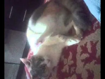 Котка се лапи