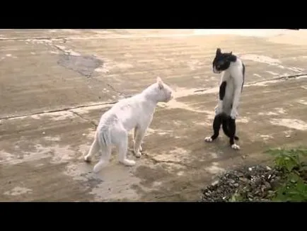 Котка се лапи