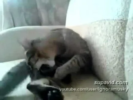 Котка се лапи