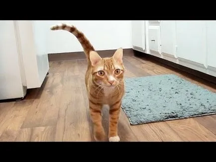 Котка се лапи