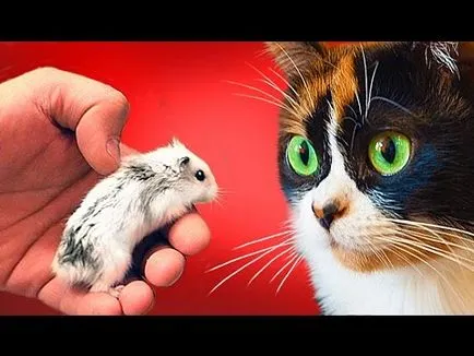Котка се лапи