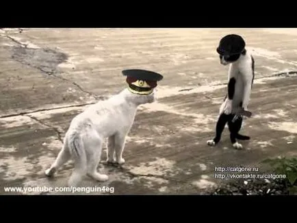 Котка се лапи