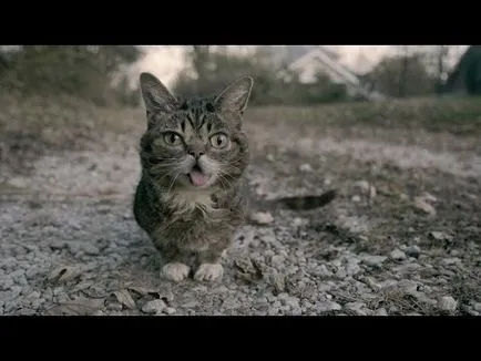 Котка се лапи