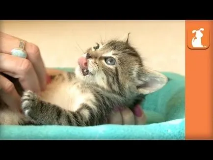 Котка се лапи