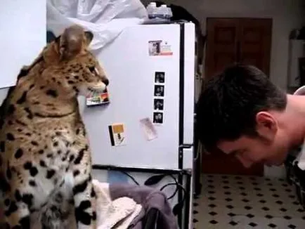 Котка се лапи