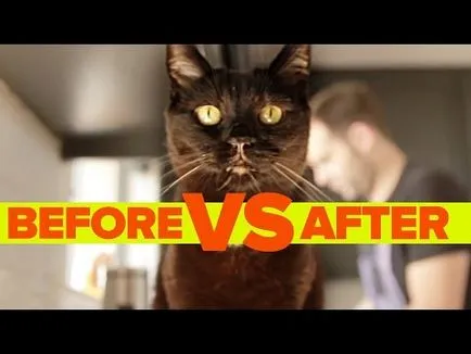 Котка се лапи