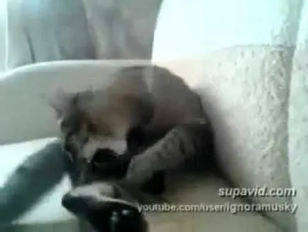 Котка се лапи