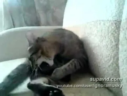 Котка се лапи