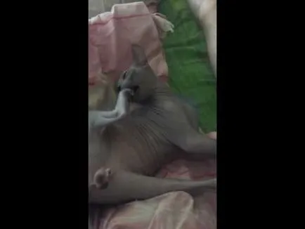 Котка се лапи