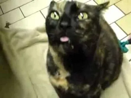 Котка се лапи