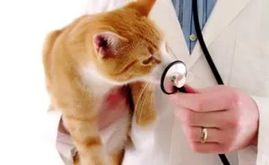 Камъни в бъбреците при котките Камъни в бъбреците при котките