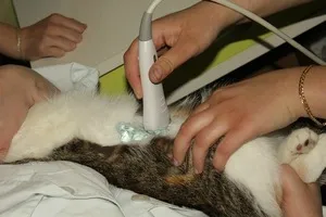 Камъни в бъбреците при котките Камъни в бъбреците при котките