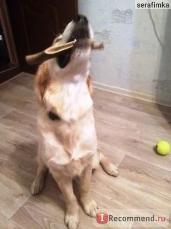 Horn Dog