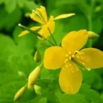 Лосиони за лице в домашни условия Лосиони за лице в домашни условия