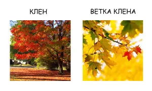 Как дървото