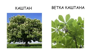Как дървото