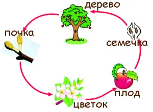 Как дървото