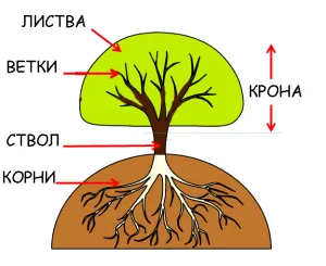 Как дървото