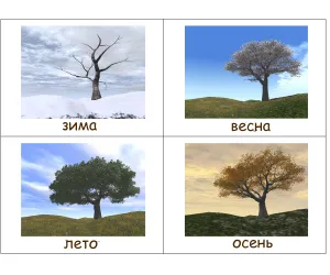 Как дървото