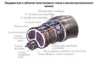 Каква помощ от простатит