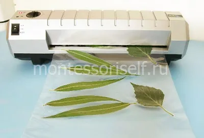 Как дървото