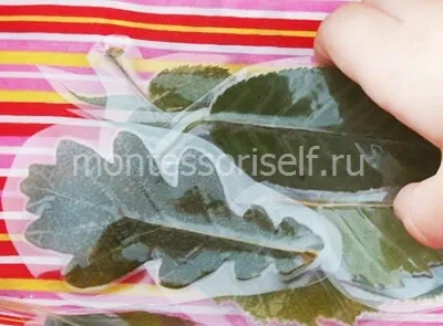 Как дървото