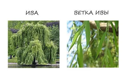 Как дървото