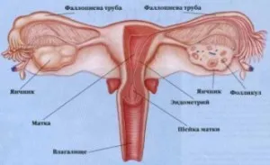 Какво е multifollikulyarny яйчниците