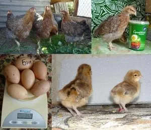 пилета немски