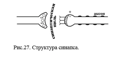 Какво е нервният център
